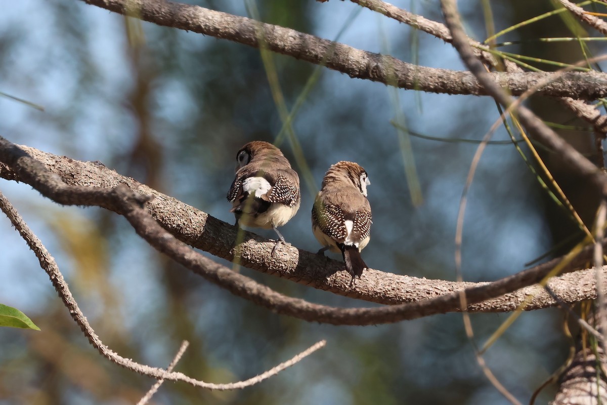 Double-barred Finch - ML642875724