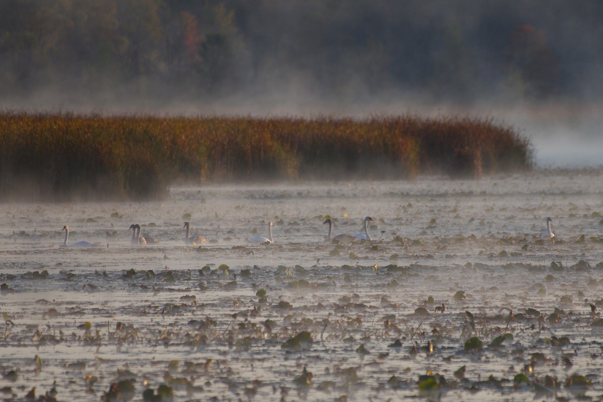 Mute Swan - ML642875726