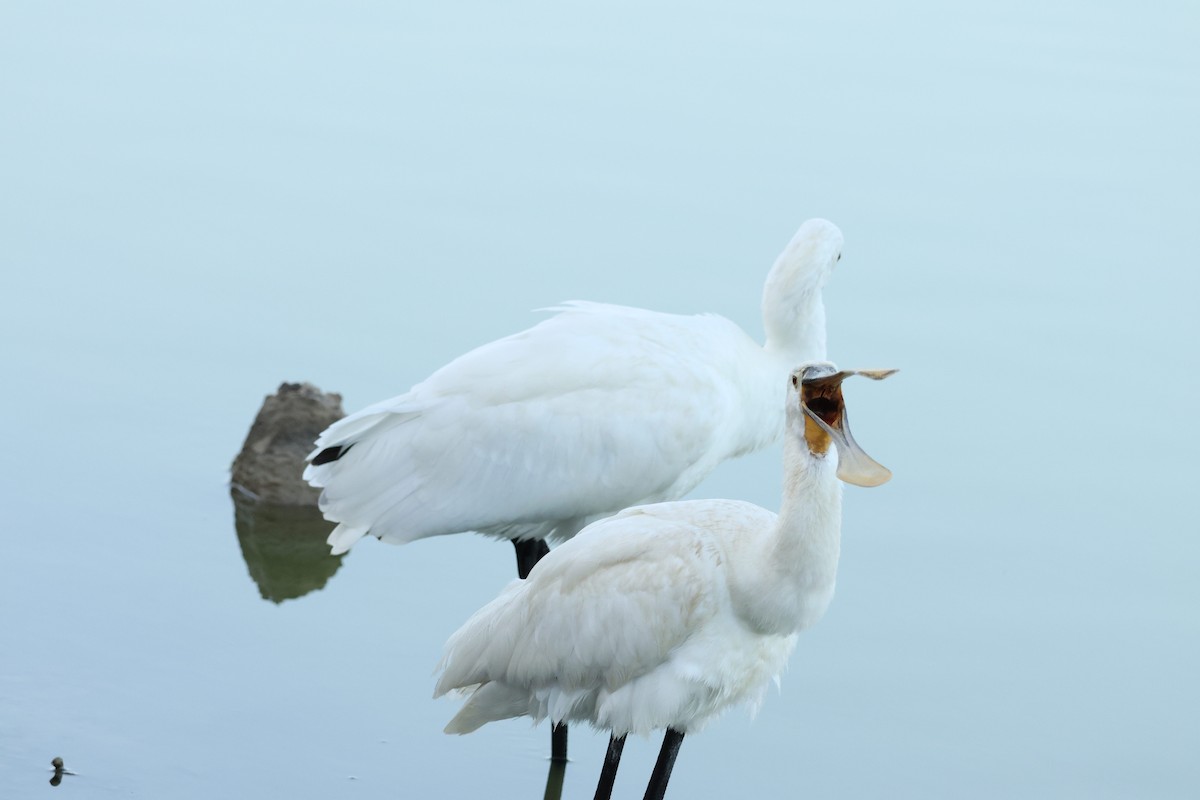 Eurasian Spoonbill - ML642875731