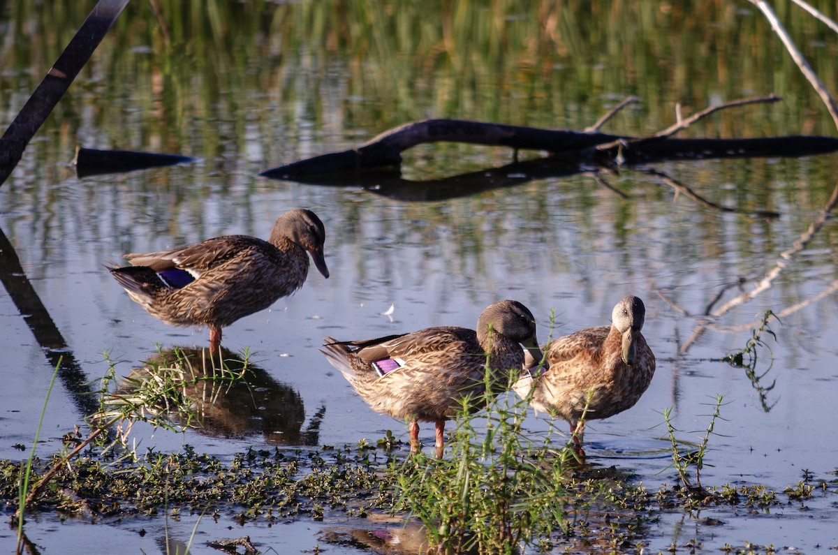 Mallard - ML642875732