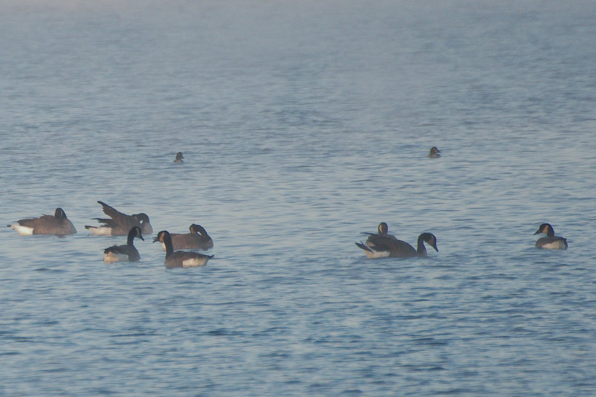 Common Goldeneye - ML642875734