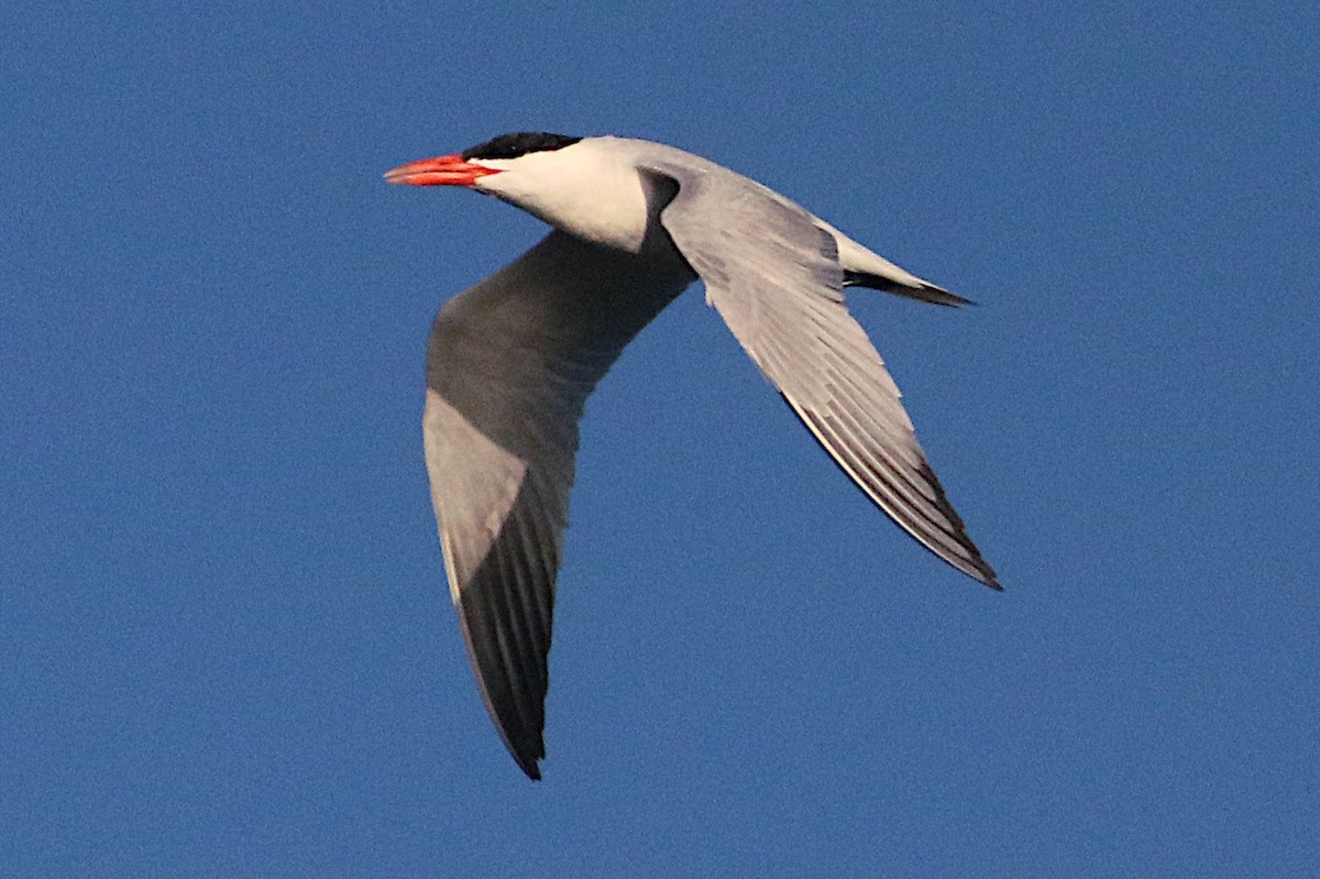 Caspian Tern - ML642875736