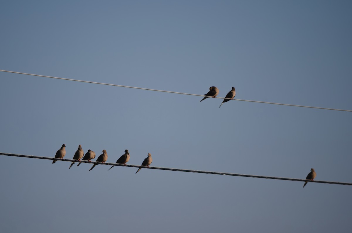 Mourning Dove - ML642875737