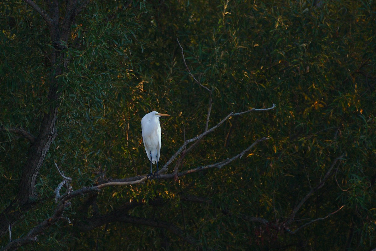 Great Egret - ML642875738