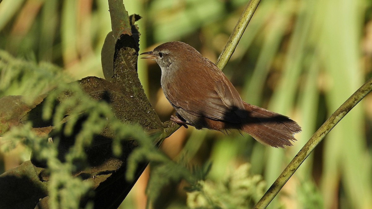 Cetti's Warbler - ML642875739