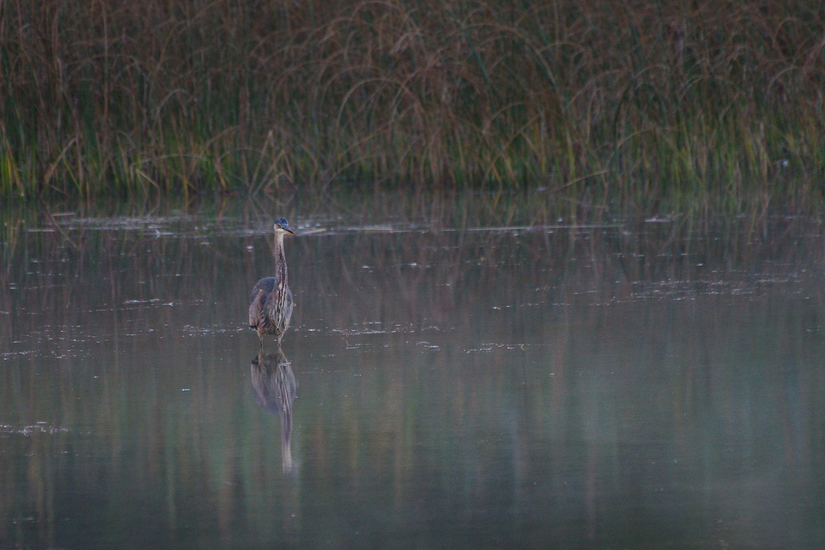 Great Blue Heron - ML642875740