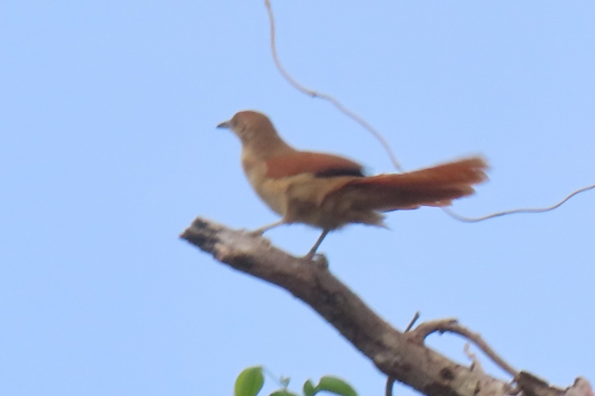 Greater Thornbird - ML642875741
