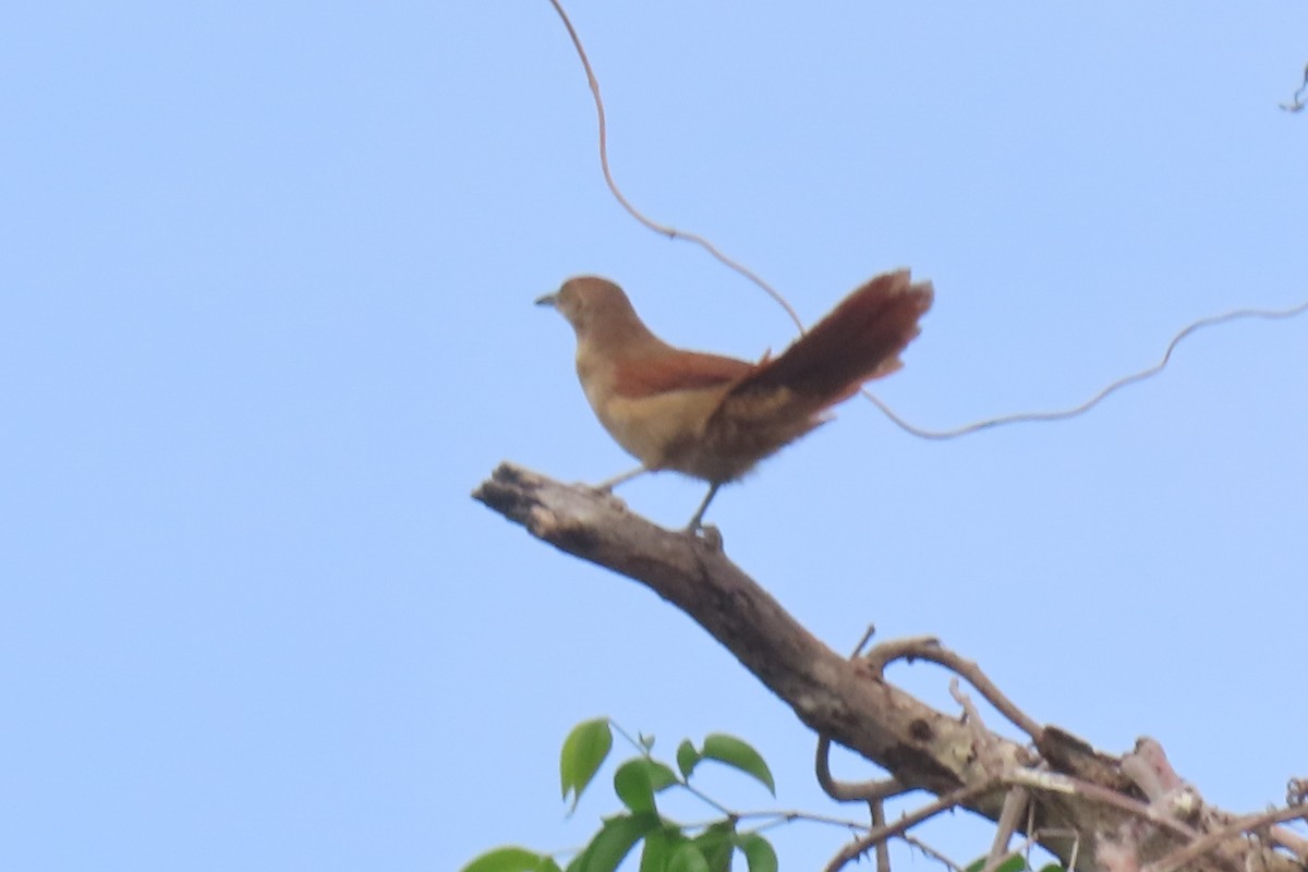Greater Thornbird - ML642875742