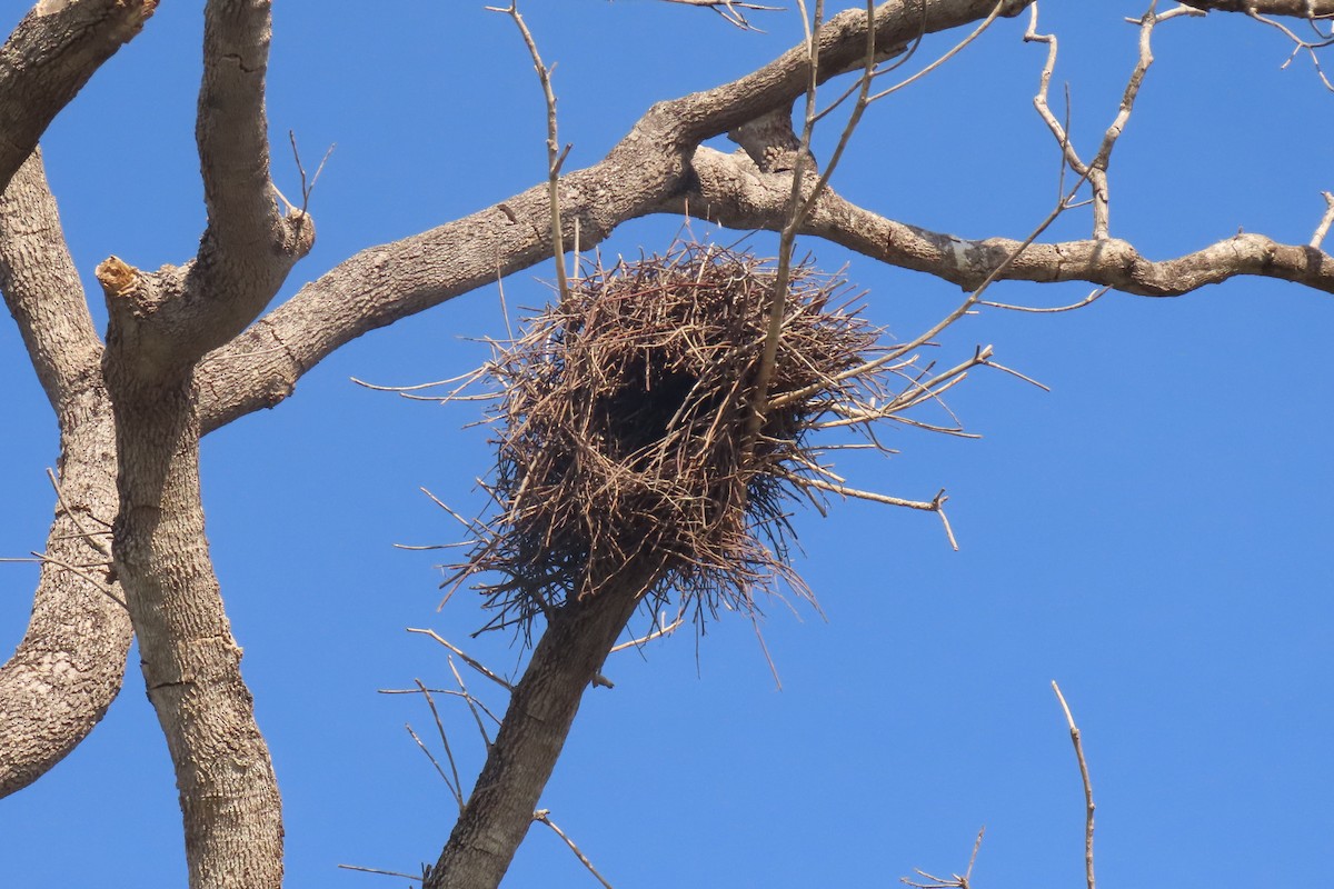 Greater Thornbird - ML642875743