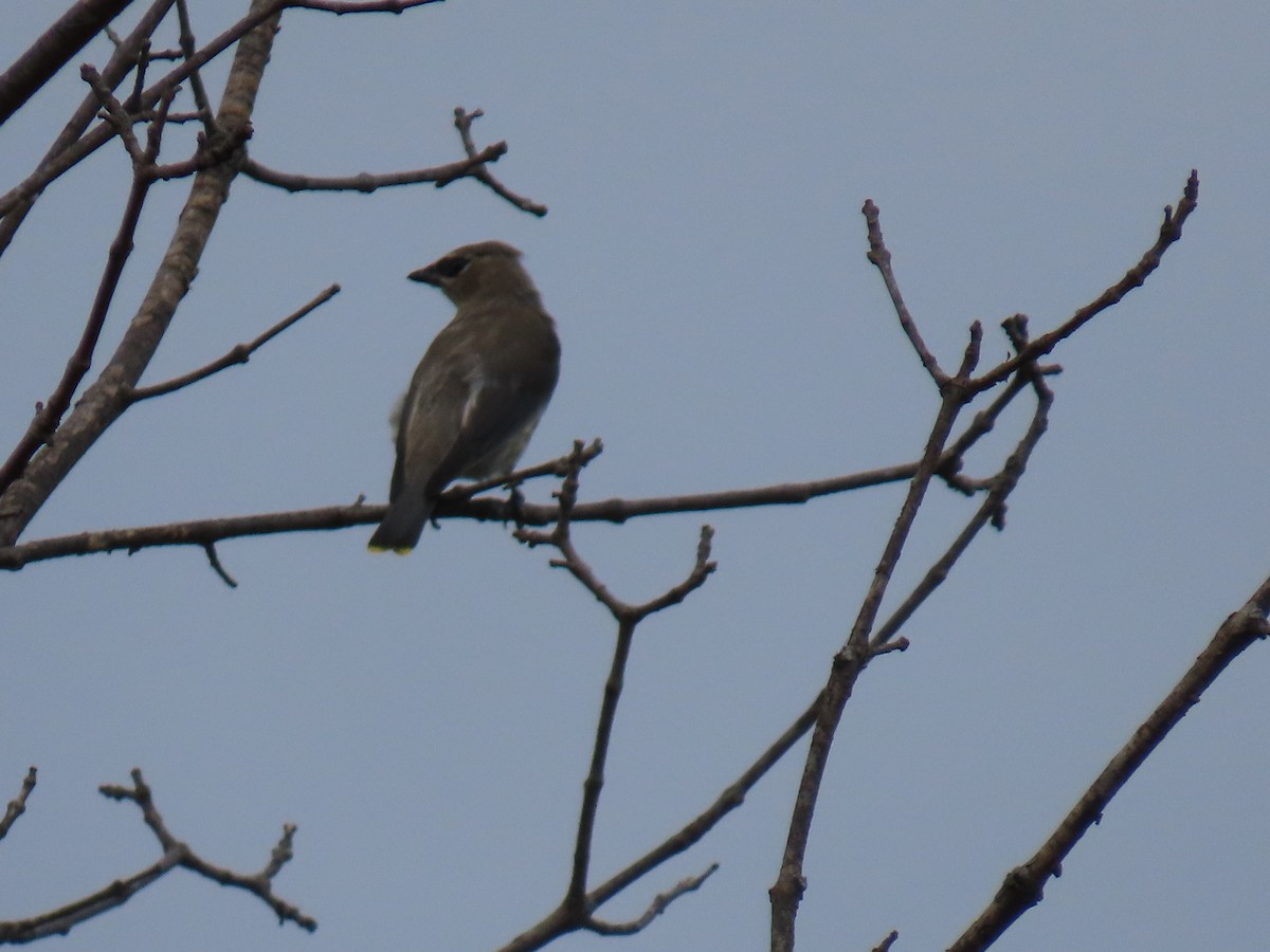 Cedar Waxwing - ML642875744