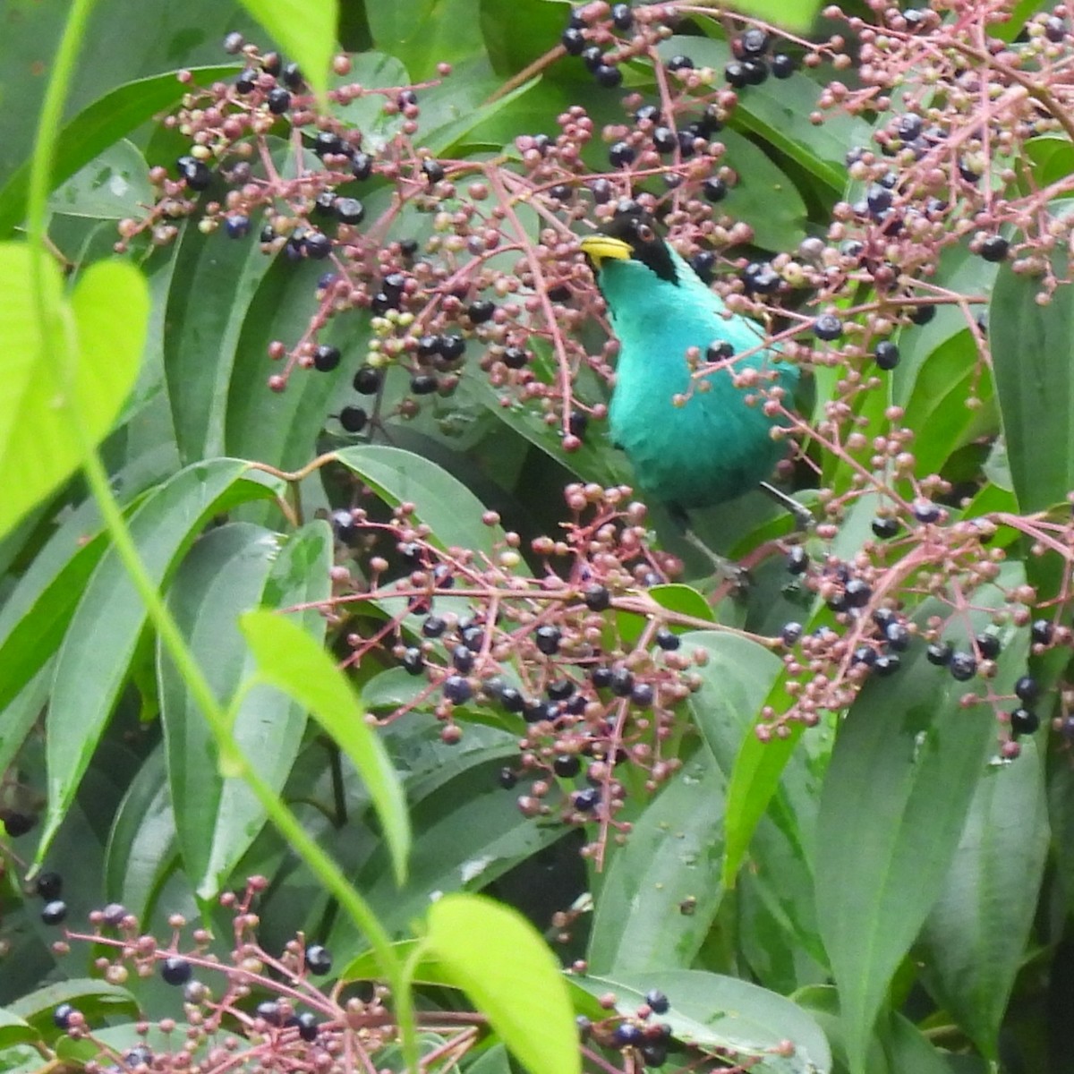 Green Honeycreeper - ML642875747