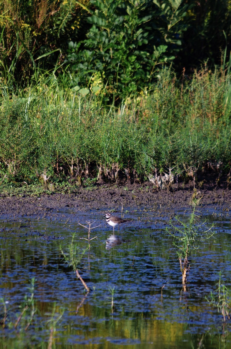 Killdeer - ML642875748
