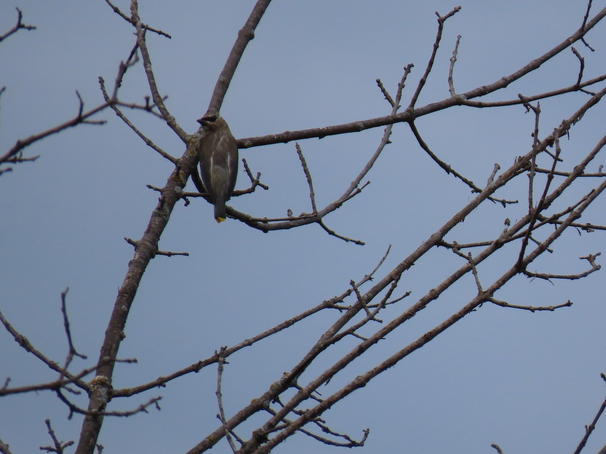 Cedar Waxwing - ML642875749