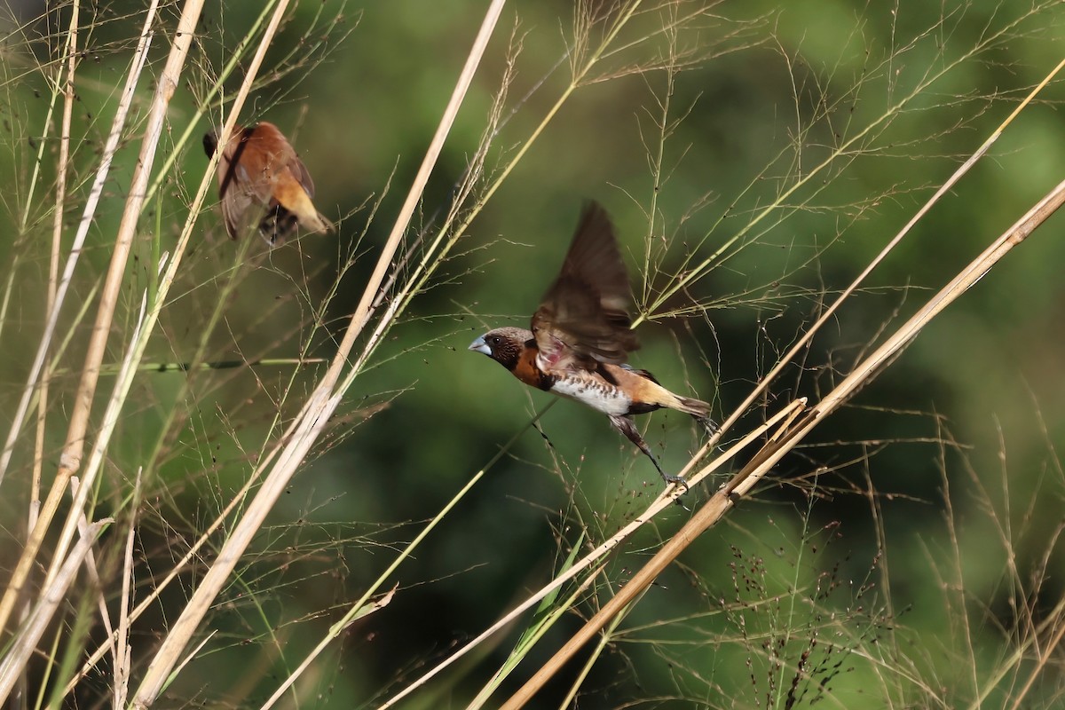 Chestnut-breasted Munia - ML642875751