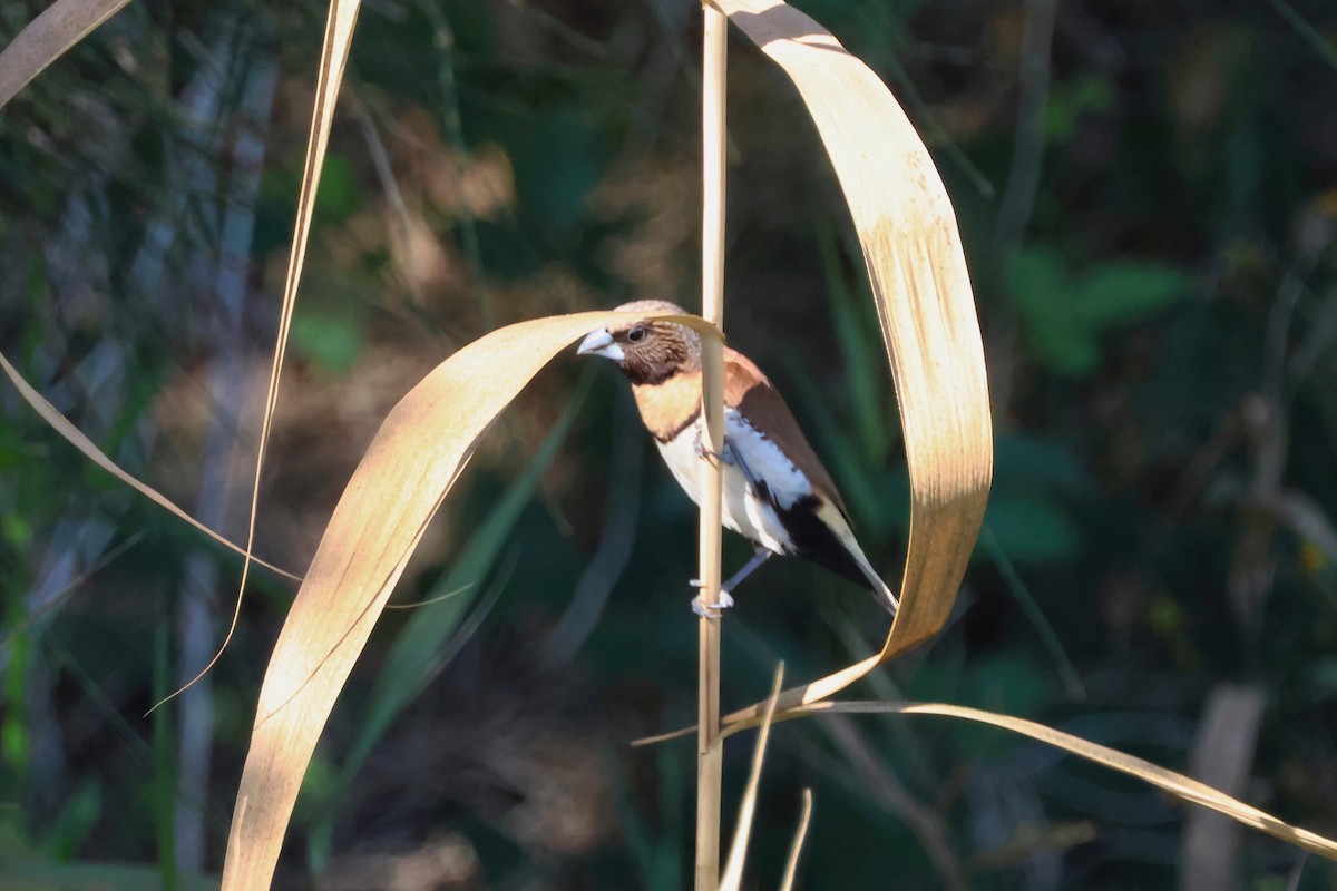 Chestnut-breasted Munia - ML642875752