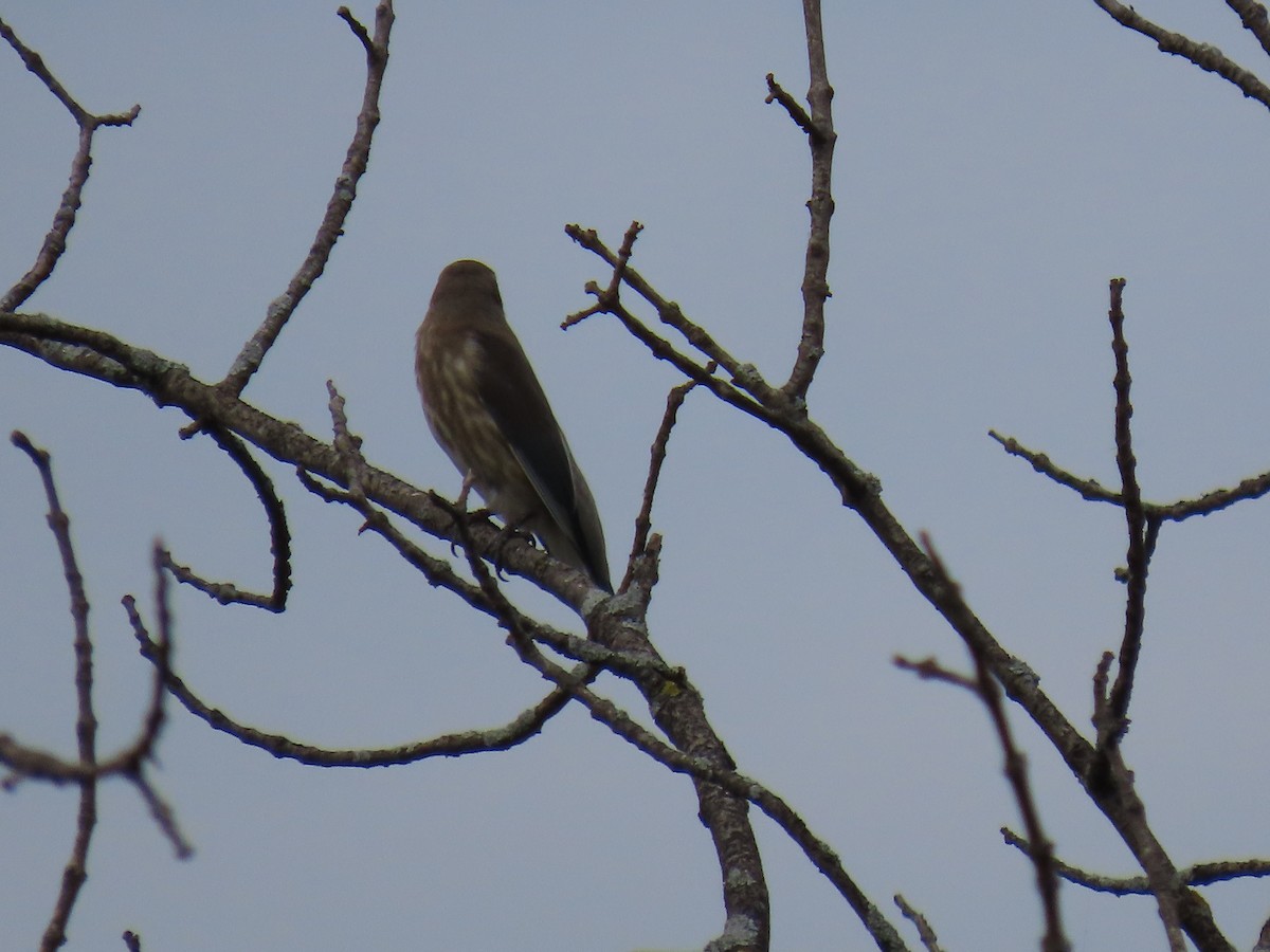 Cedar Waxwing - ML642875753