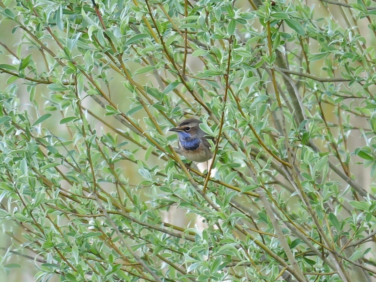 Bluethroat - ML642875755
