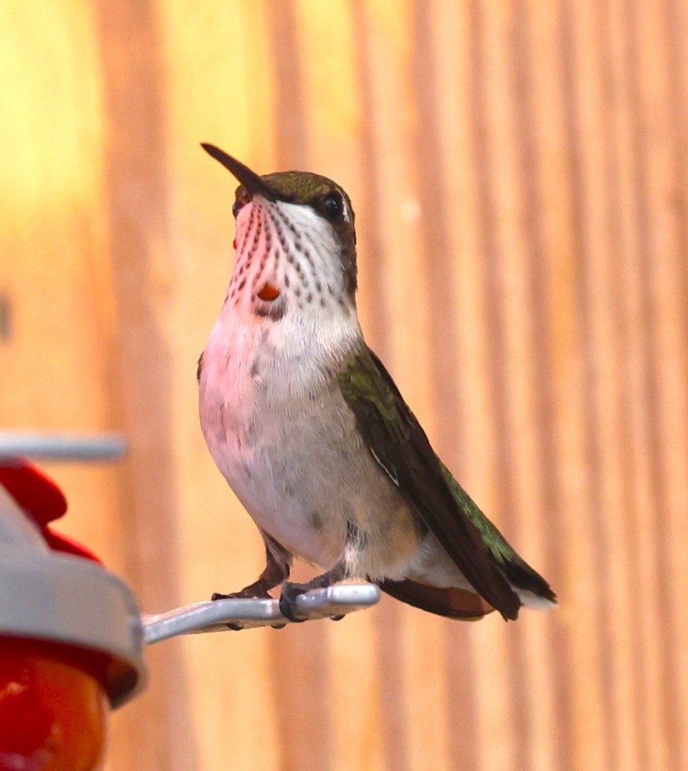 Ruby-throated Hummingbird - ML642875756