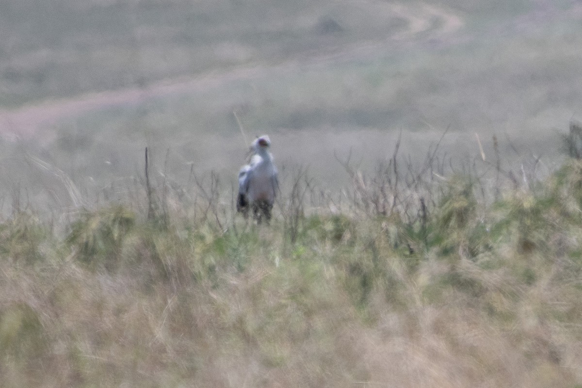 Secretarybird - ML642875757