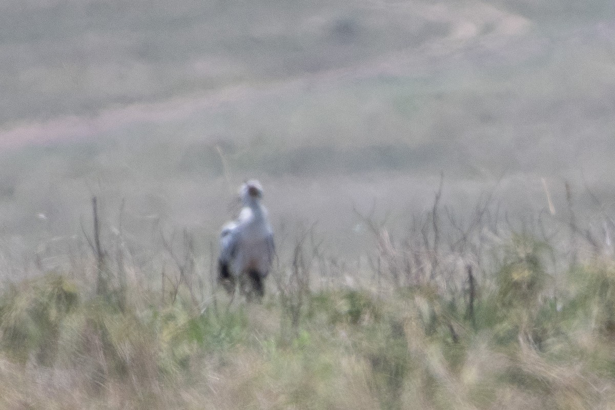 Secretarybird - ML642875758
