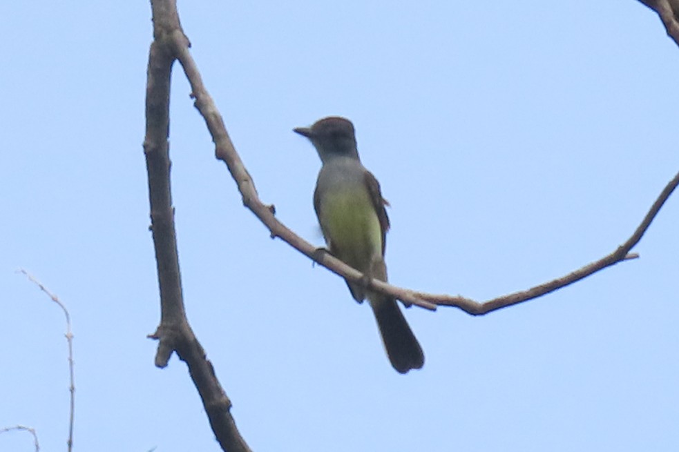 Short-crested Flycatcher - ML642875759