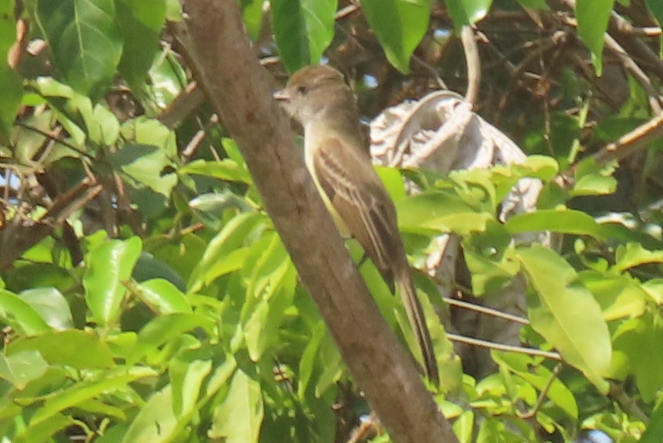 Short-crested Flycatcher - ML642875760