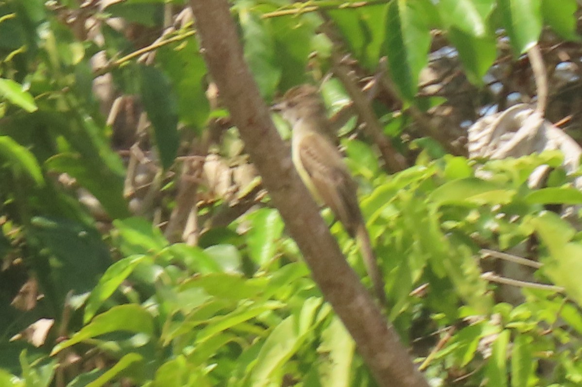 Short-crested Flycatcher - ML642875761