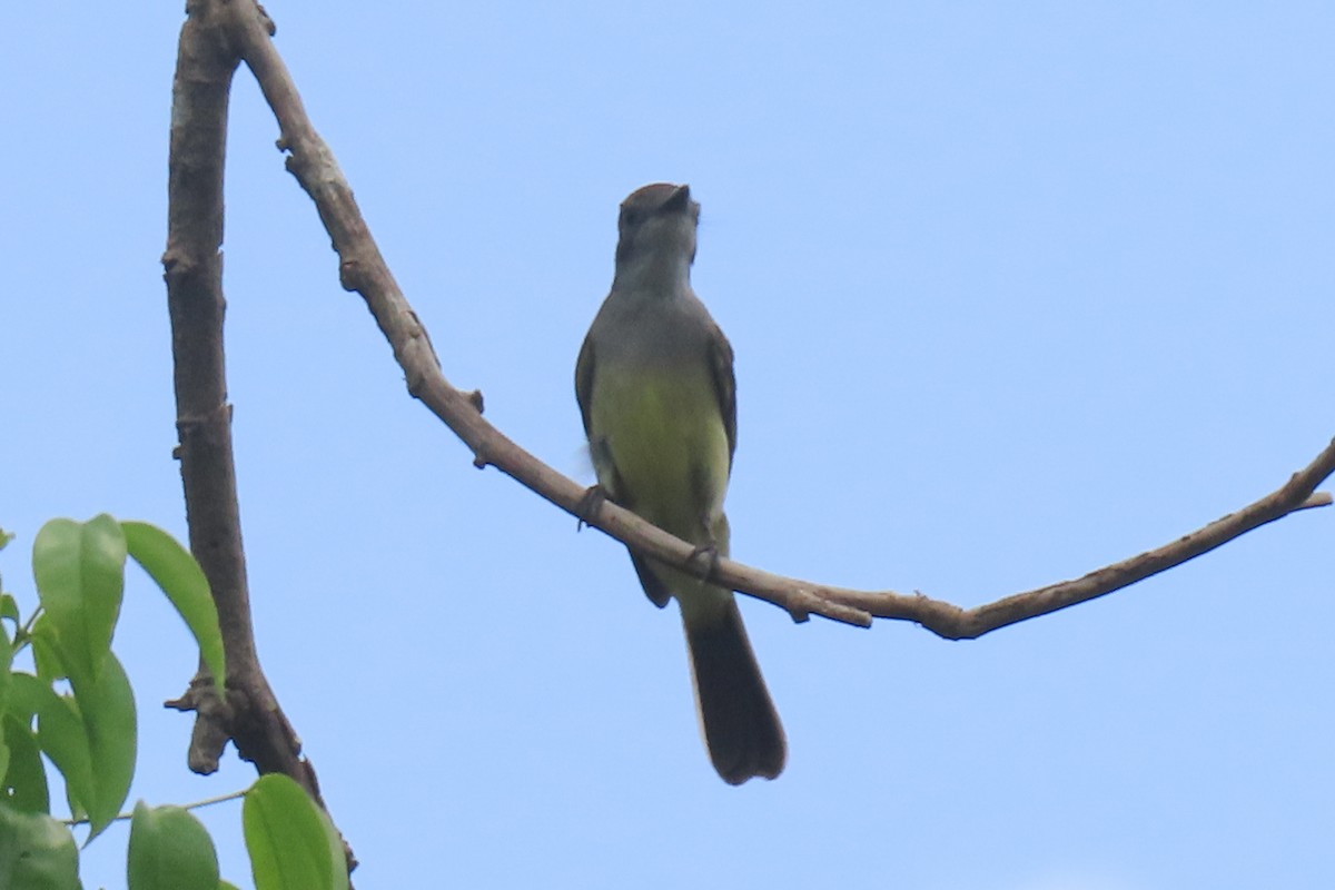 Short-crested Flycatcher - ML642875762