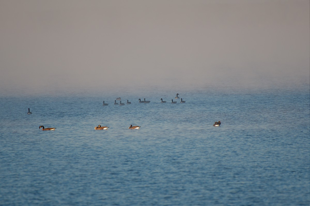 Canada Goose - ML642875763