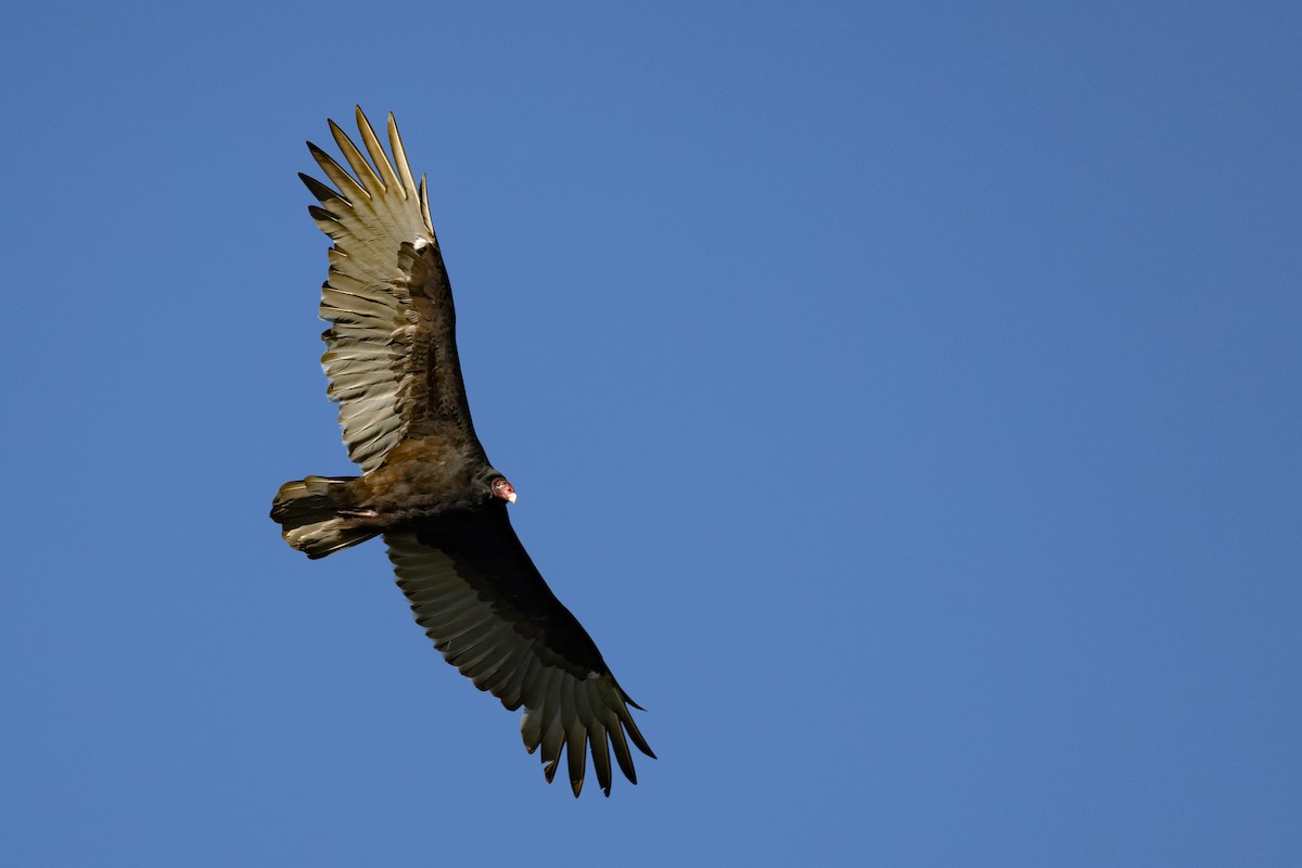 Turkey Vulture - ML642875764