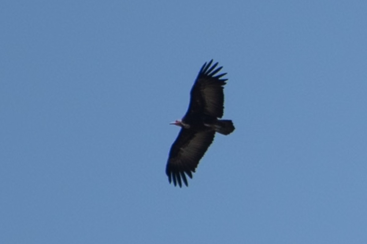 Hooded Vulture - ML642875767