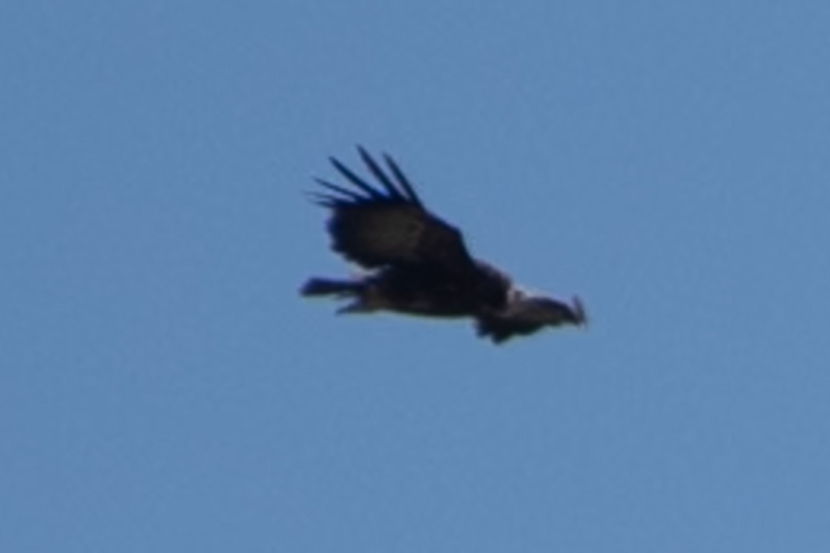 Hooded Vulture - ML642875768