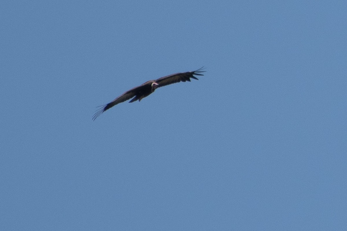 Hooded Vulture - ML642875769