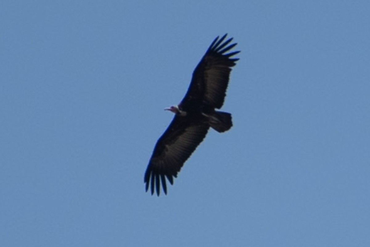 Hooded Vulture - ML642875770