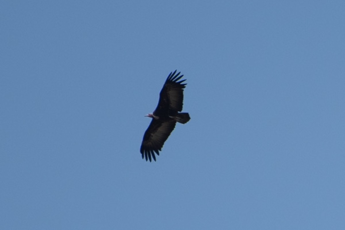 Hooded Vulture - ML642875773