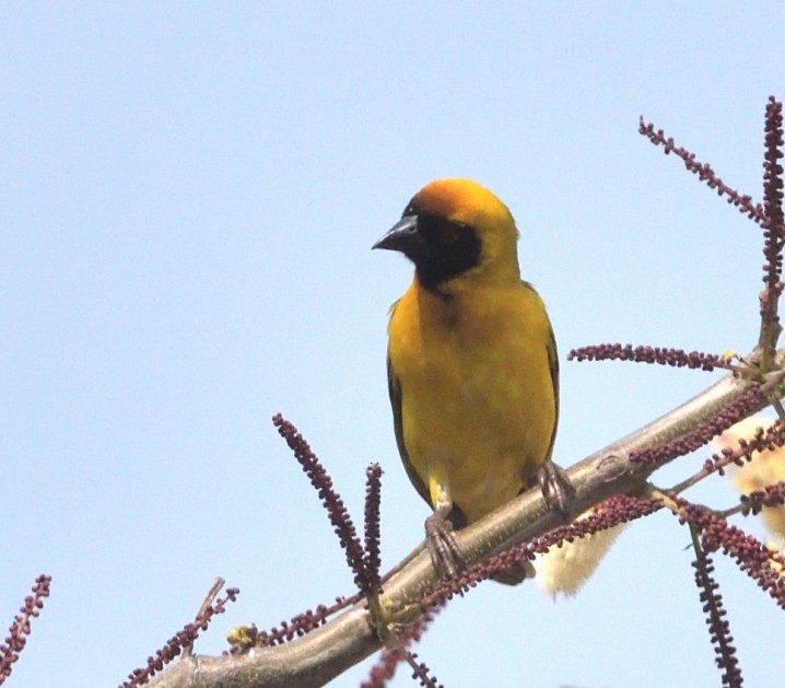 Southern Masked-Weaver - ML642875776