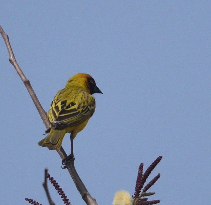 Southern Masked-Weaver - ML642875780