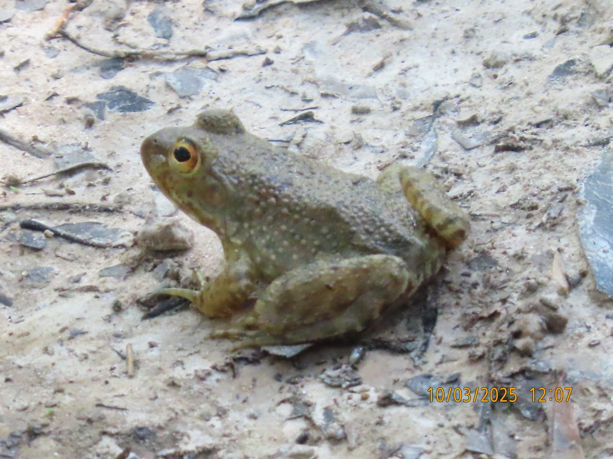 Animals - ML642875781