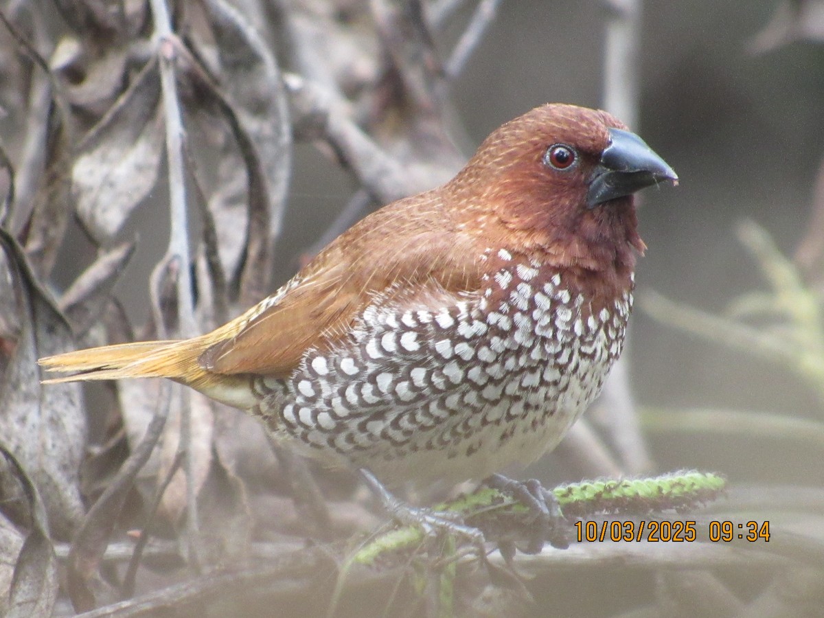Scaly-breasted Munia - ML642875782