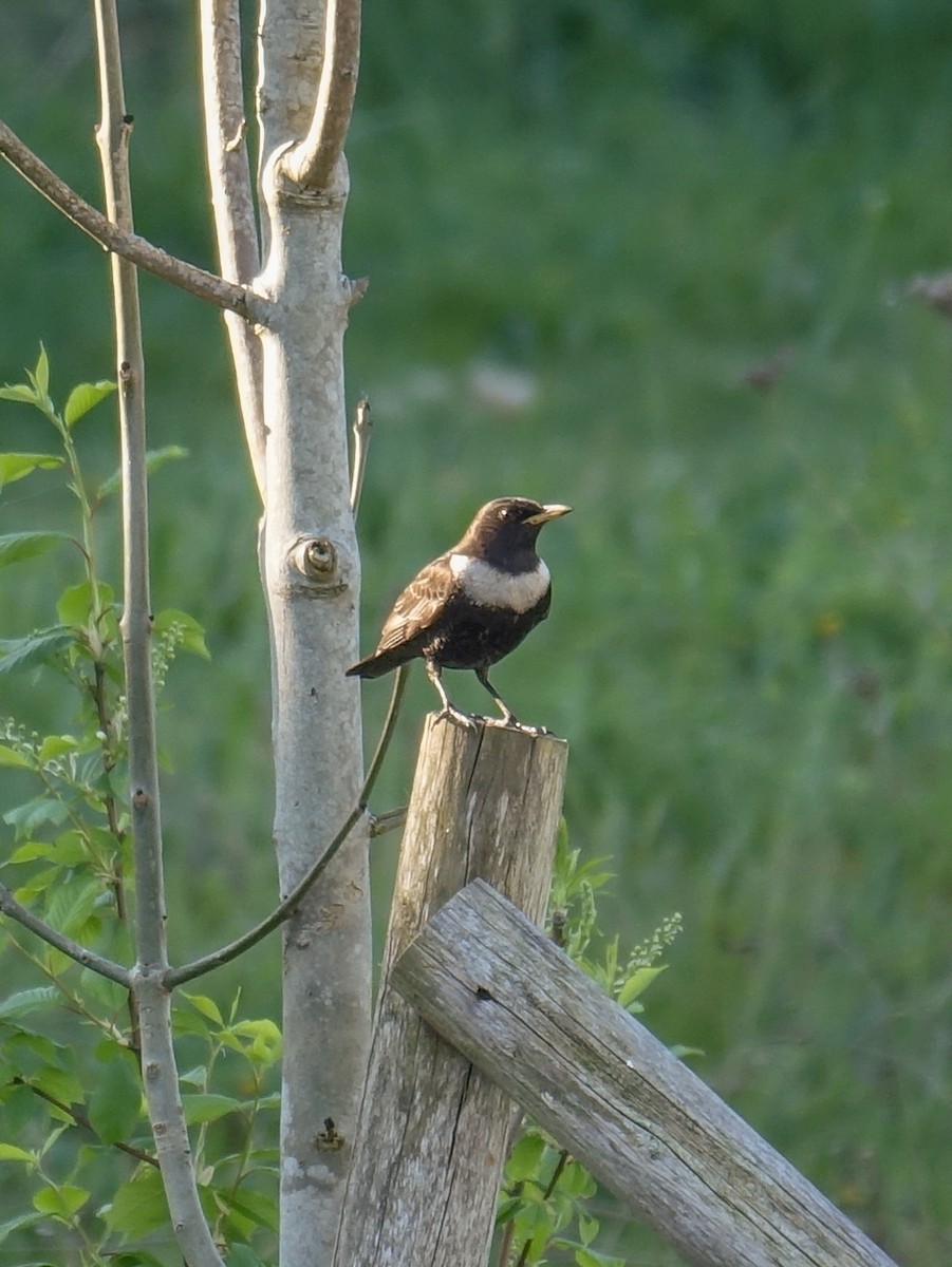 Ring Ouzel - ML642875785