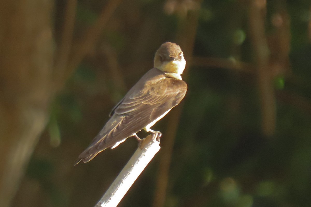 Southern Rough-winged Swallow - ML642875786