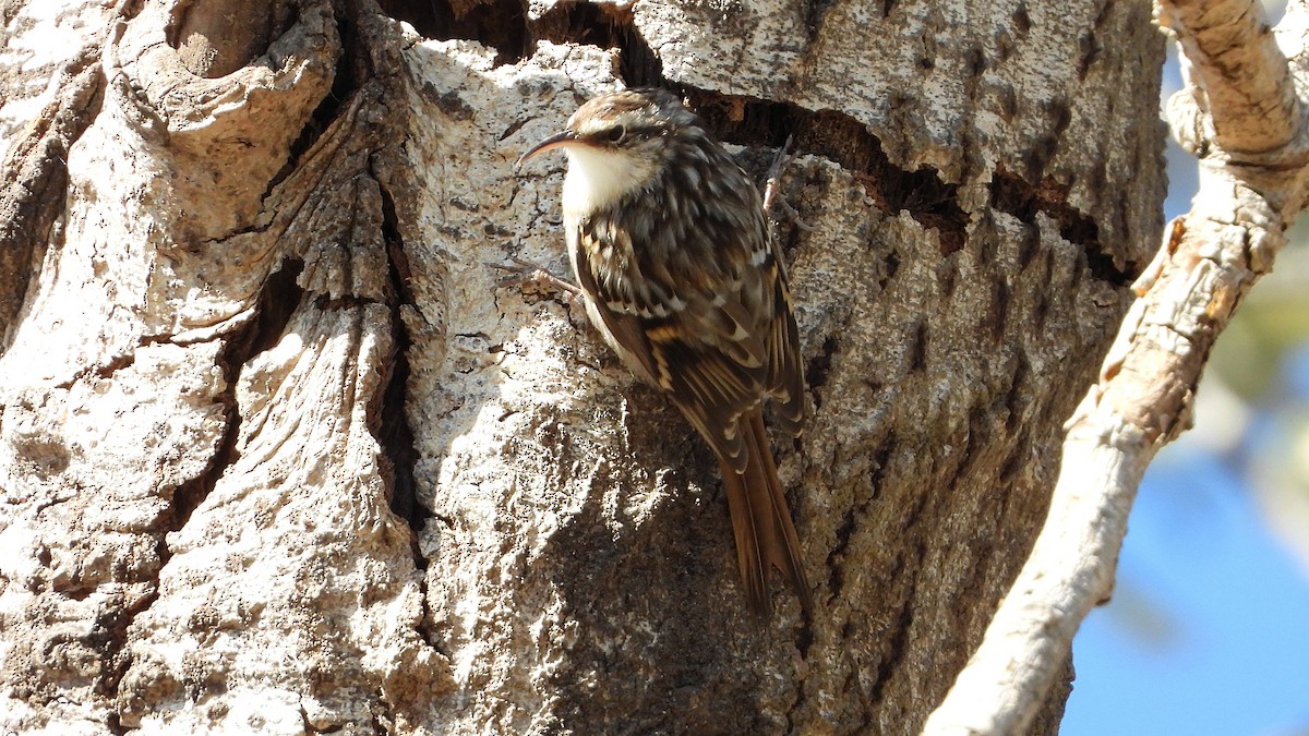 Short-toed Treecreeper - ML642875789