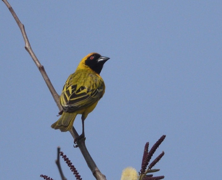 Southern Masked-Weaver - ML642875791
