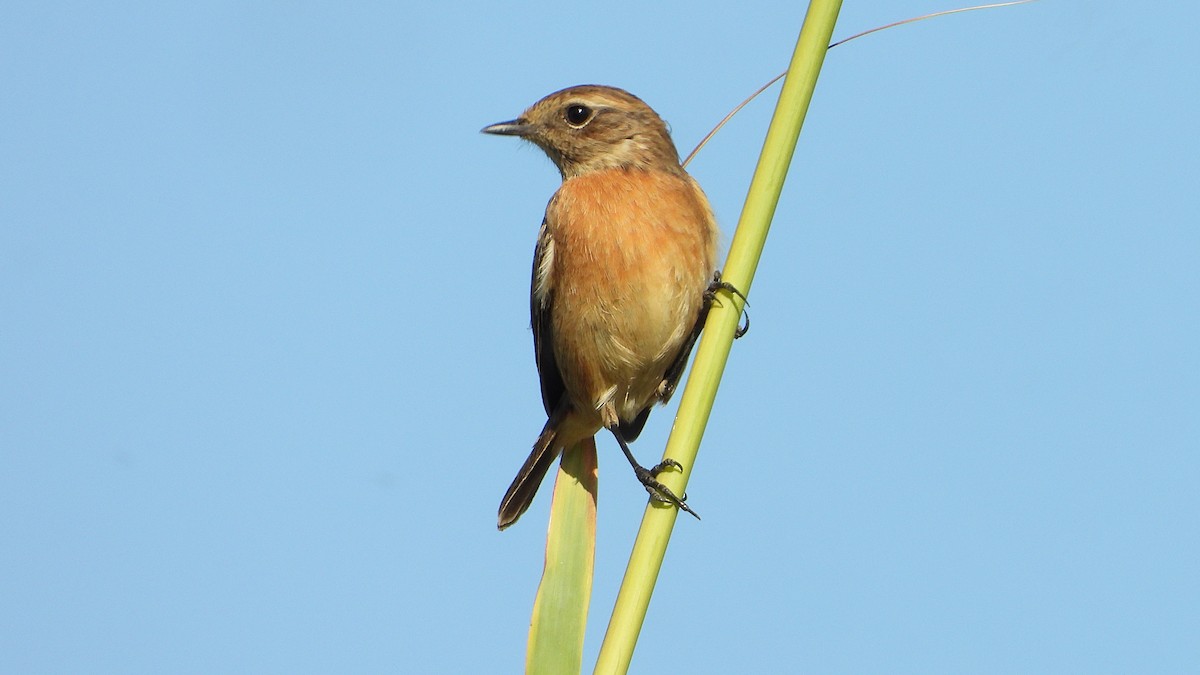 European Stonechat - ML642875808