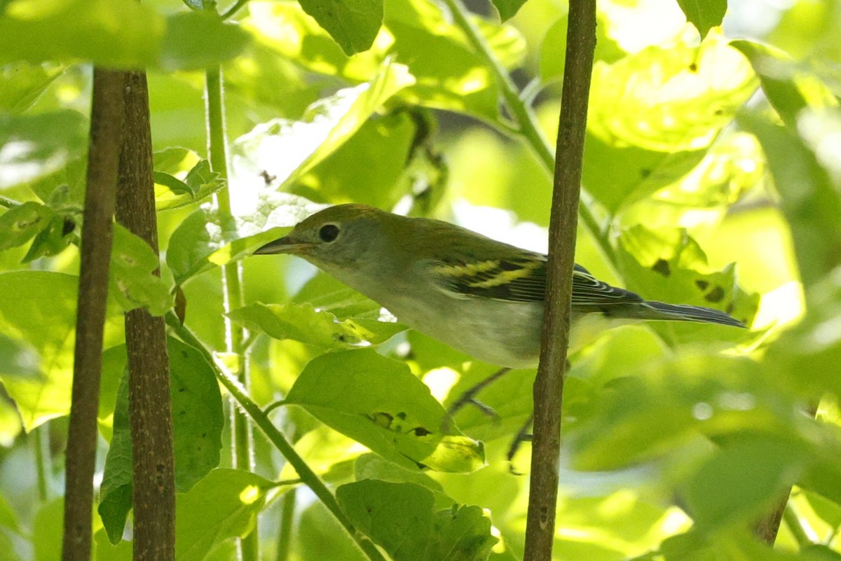 Chestnut-sided Warbler - ML642875809