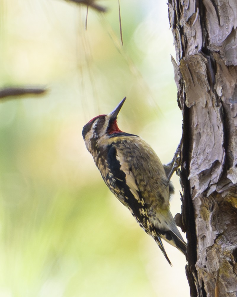 Yellow-bellied Sapsucker - ML642875817
