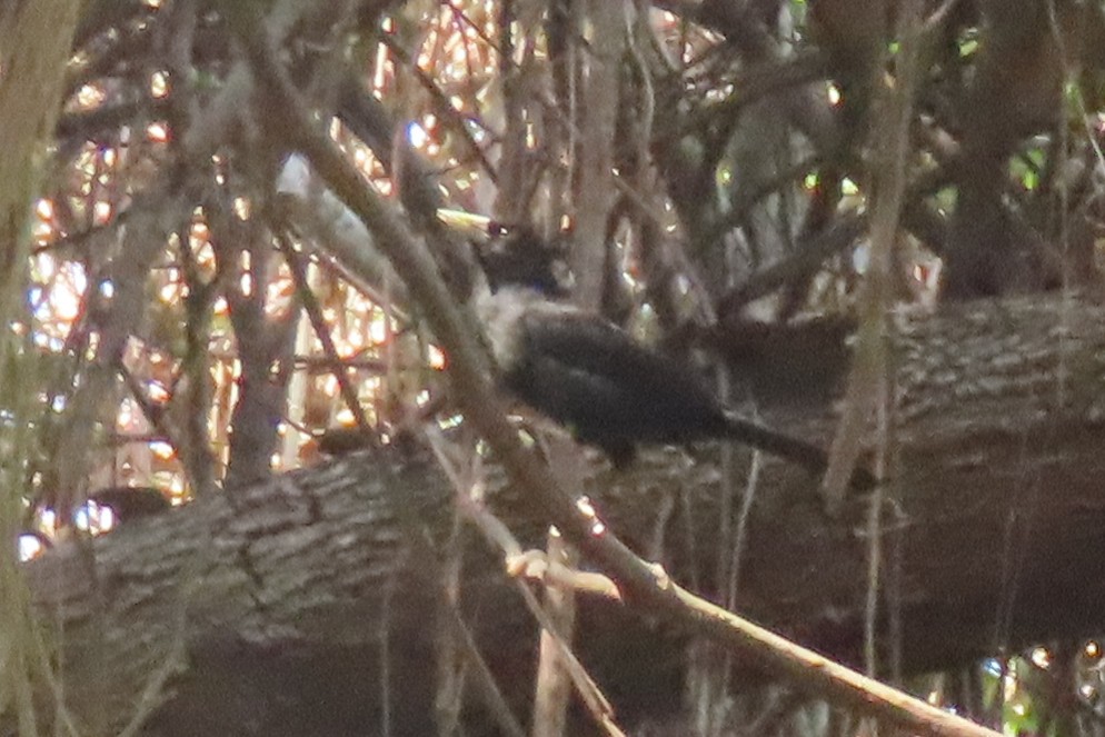 Solitary Black Cacique - ML642875825