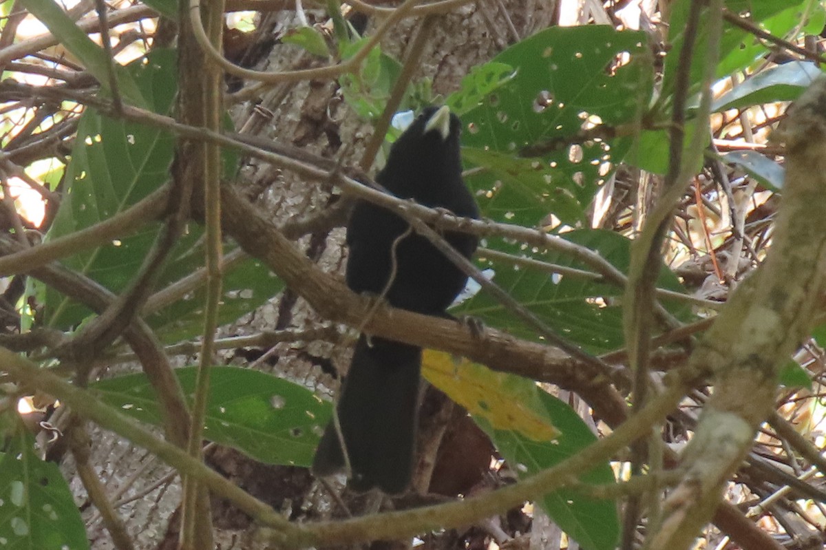 Solitary Black Cacique - ML642875827