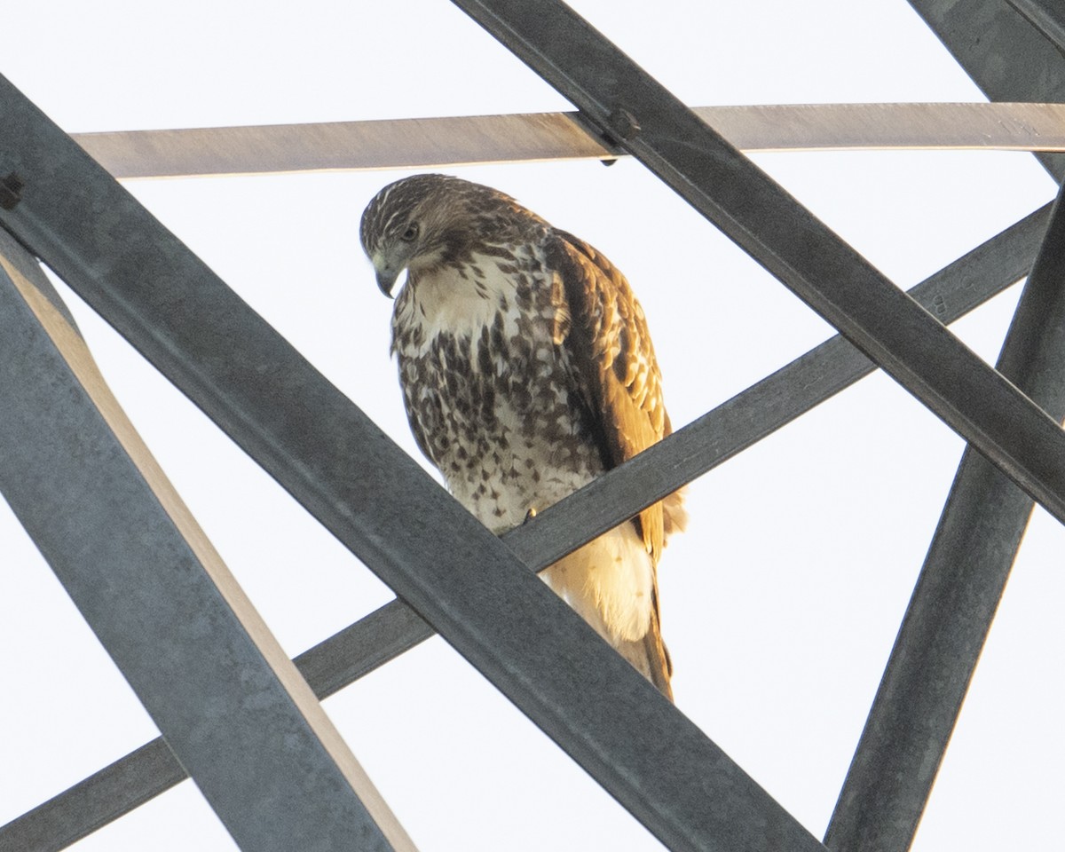 Red-tailed Hawk - ML642875845