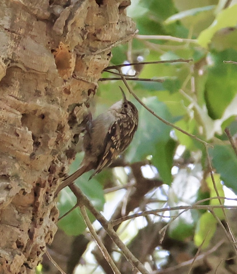 Short-toed Treecreeper - ML642875846